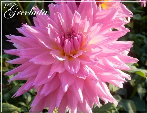 dahlia 'grechuta'