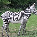 Zebra "wielonożna"