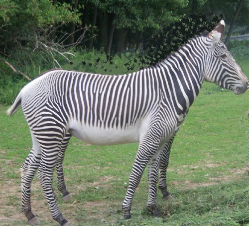 Zebra "wielonożna"