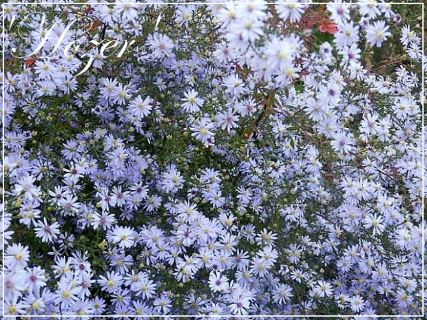 aster 'hozer'