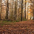 jesien w NRW #Jesien #natura #lasy #Polnocnej #Westfalii