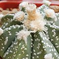 Astrophytum super kabuto