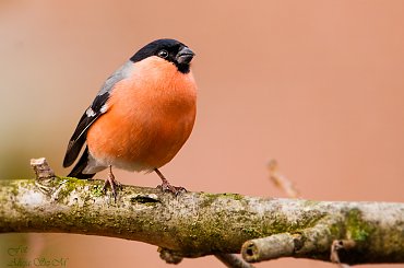 Cudowne ptaki-Gile #ptaki #ogrody #zima #gile