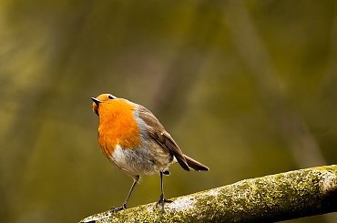 Rudzik,-/Rotkehlchen& #zieby #gile #ogrody #rudzik #fotografia #natura #przyroda,Rotkehlchen