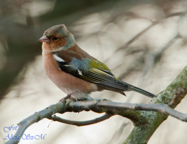 zieba.- #ptaki #natura #ogrody #zima #fotografia #alicjaszrednicka #zieba #buchfink